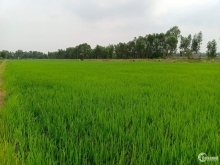 Kẹt ngân hàng cần bán gấp 6700m2 đất lúa Thạnh Hòa, Tân Phước