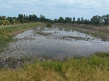 Bán đất Mặt tiền Đường Tỉnh Lộ 865 cách UBND xã Tân Hoà Tây, Huyện Tân Phước