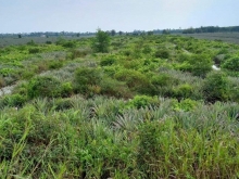 Đất mặt tiền huyện lộ 40 Tân Hòa Đông, Tân Phước