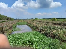 Cần tiền bán gấp đất đang trồng khóm xã Hưng Thạnh, h Tân Phước, Tiền Giang