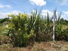 Cần bán 2 nền Mặt Tiền đường Tân Phú - P. Tân Hòa - TP. Vĩnh Long: