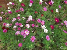 Eden Hills đất nền đi đèo Tà Nung xuống , lô 700m thổ cư 250 SHR chỉ 3.45 tỷ