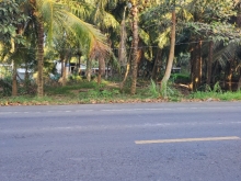 Cần bán 780m2 đất mặt tiền tuyến tránh Giồng Trôm Bến Tre