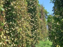 bán đất nông nghiệp lên được thổ cư, phân lô bán nền