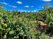 Cần bán gấp đất thổ cư hẻm Trần Văn Ơn 385 triệu