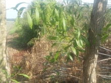 Cần bán  đất có sẵn vườn cây ăn trái  tại Tân Phước -Tiền Giang