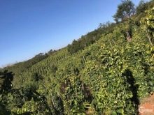 Bán rẫy 2 mặt tiền với nguồn thu khủng 2 tỷ/1 năm