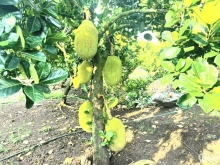 Cần bán vườn trái cây 1054m2, mặt tiền đường hiện hữu, sổ hồng riêng.