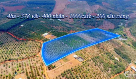 Bán 4ha đất rẫy đẹp Nghĩa Thắng, Đắk R'Lấp, vườn trái cây, giá 4 tỷ