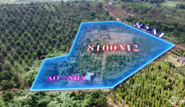 Bán đất rẫy Trường Xuân, ĐăkSong, 8100m2, 82m đường lớn, Nhà, ao to, giá 1 tỷ